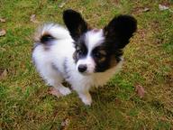 papillon pp - Continental Toy Spaniel (077)