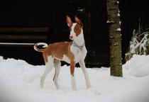 Ibizan Hound puppy - Ibizan Warren Hound (089)