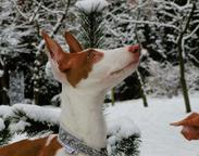 Ibizan Hound puppy - Ibizan Warren Hound (089)