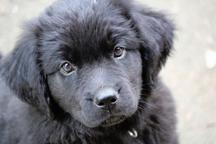 Newfoundland dog - Newfoundland (050) Newfoundland dog - Newfoundland (050)