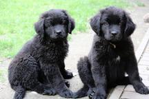 Newfoundland dog - Newfoundland (050) Newfoundland dog - Newfoundland (050)