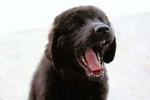 Newfoundland dog - Newfoundland (050) Newfoundland dog - Newfoundland (050)