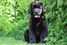 Newfoundland dog - Newfoundland (050) Newfoundland dog - Newfoundland (050)