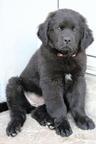 Newfoundland dog - Newfoundland (050) Newfoundland dog - Newfoundland (050)
