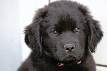 Newfoundland dog - Newfoundland (050) Newfoundland dog - Newfoundland (050)