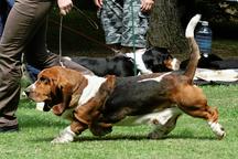 Basset hound - Basset Hound (163)