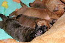 Tosa Inu puppies Japanese - American blood - Tosa (260)