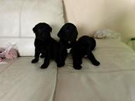 10 puppies flat coated retriver - Flat Coated Retriever (121)