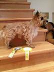 Cairn Terriers for sale - Cairn Terrier (004)