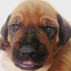 Rhodesian Ridgeback Puppies - Rhodesian Ridgeback (146)