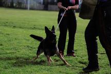 German shepherd female for sale - working line! - German Shepherd Dog (166) German shepherd female for sale - working line! - German Shepherd Dog (166)