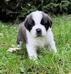 Svatobernardský pes - Saint Bernard Dog (061)