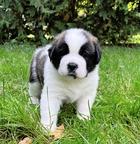 Svatobernardský pes - Saint Bernard Dog (061)