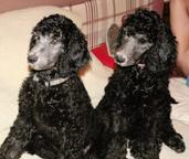 Silver standard poodle - Poodle (172)