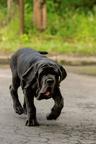 Mastino napoletano - Mastiff (264) Mastino napoletano - Mastiff (264)