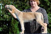 Saluki puppy - male - FCI pedigree - Saluki (269)