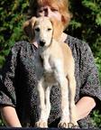 Saluki puppy - male - FCI pedigree - Saluki (269)