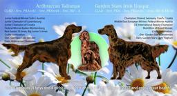 Irish red setter puppies - Irish Red Setter (120)