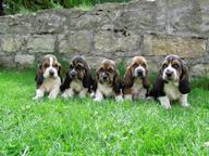 Basset Hound - Basset Hound (163)