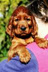 Irish red setter puppies - Irish Red Setter (120)