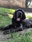 Mastino napoletano - Mastiff (264) Mastino napoletano - Mastiff (264)