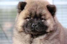 Čau Čau štěně - Chow Chow (205) Čau Čau štěně - Chow Chow (205)