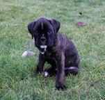 Boxer puppies for sale - German Boxer (144)