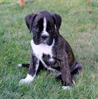 Boxer puppies for sale - German Boxer (144)