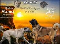 Kangal puppies - Anatolian Shepherd Dog (331)