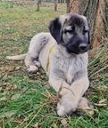 Kangal puppies - Anatolian Shepherd Dog (331)