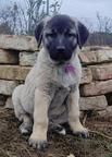 Kangal puppies - Anatolian Shepherd Dog (331)