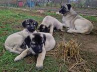 Kangal puppies - Anatolian Shepherd Dog (331)