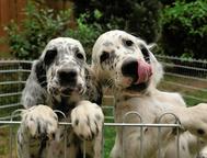 ENGLISH SETTER PUPPIES - CZECH REPUBLIC