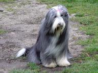 Bearded collie puppies - Bearded Collie (271)