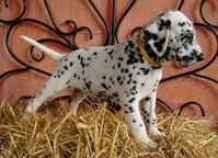 Dalmatian puppies (FCI) - Dalmatian (153)