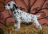 Dalmatian puppies (FCI) - Dalmatian (153)