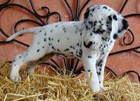 Dalmatian puppies (FCI) - Dalmatian (153)