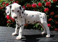 Dalmatian puppies (FCI) - Dalmatian (153)