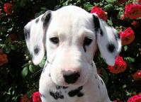 Dalmatian puppies (FCI) - Dalmatian (153)