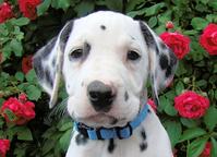 Dalmatian puppies (FCI) - Dalmatian (153)