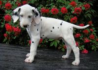 Dalmatian puppies (FCI) - Dalmatian (153)