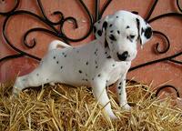 Dalmatian puppies (FCI) - Dalmatian (153)