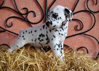 Dalmatian puppies (FCI) - Dalmatian (153)