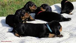 Black and Tan Coonhound puppies - Black and Tan Coonhound (300)