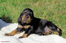 Black and Tan Coonhound puppies - Black and Tan Coonhound (300)