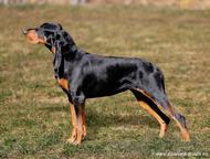 Black and Tan Coonhound puppies - Black and Tan Coonhound (300)