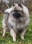 Keeshond puppies for sale - pedigree FCI - German Spitz (097)