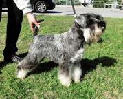 Puppies - Zwergschnauzer - kennel &amp;quot;Ze Židenických zahrad&amp;quot; (CZE) - Schnauzer (182)