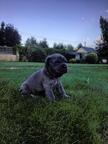 Puppies Mastino Napolitano from Elite Parents - Neapolitan Mastiff (197)