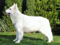 White Swiss Shepherd from Fci pedigree - White Swiss Shepherd Dog (347)
